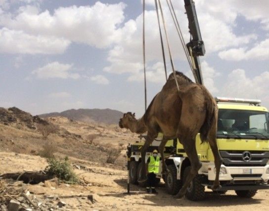 مدني خميس مشيط يستخرج 5 من الإبل سقطت بحفرة صرف