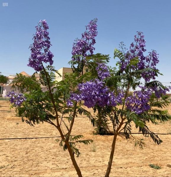 شاهد.. أشجار الجاكرندا تزين طرقات وميادين سكاكا