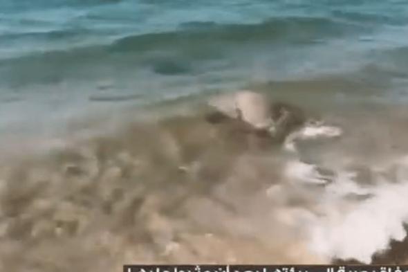 حرس الحدود في أملج يعيد سلحفاة إلى بيئتها بعد العثور عليها مدفونة في الشاطئ