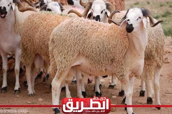 أمين الفتوى: الخروف لا يشترك فيه أكثر من فرد في الأضحيةاليوم الثلاثاء، 23 مايو 2023 10:32 مـ