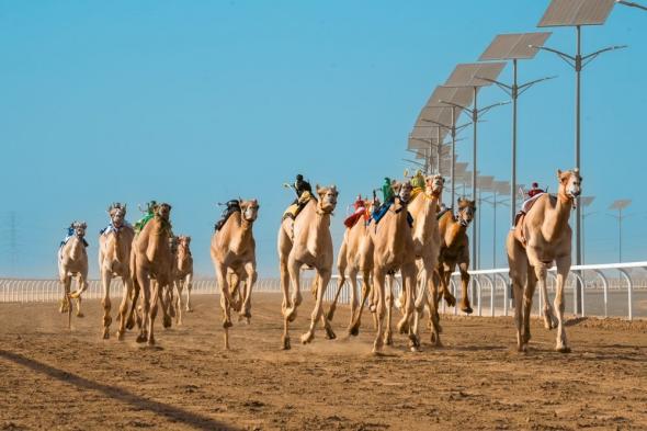 إماراتي وقطريان أفضل "اللقايا" في المرحلة التمهيدية لمهرجان ولي العهد للهجن