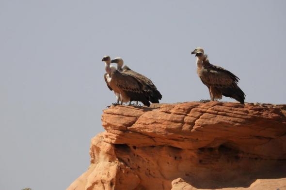 "هيئة تطوير محمية الملك سلمان" تعلن مناطق جديدة مهمة للطيور عالميًا داخل حدودها