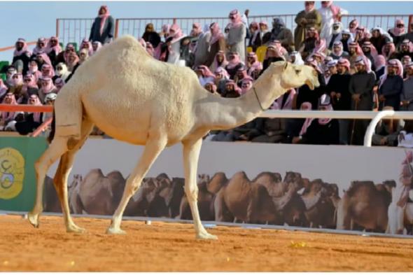 "صوت النجر" يعيد لزوار مهرجان جادة الإبل في الطائف إرث الماضي