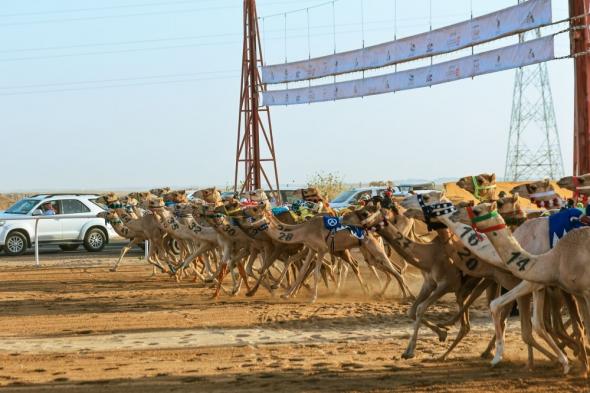 كؤوس الاتحاد السعودي للهجن الأولى سعودية