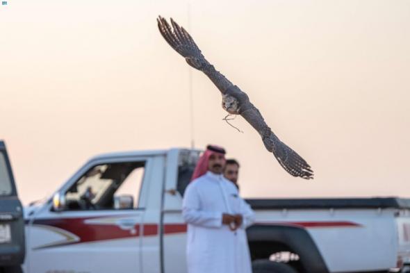 شاهد| تدريب الصقور وإعدادها للمقناص في براري رفحاء