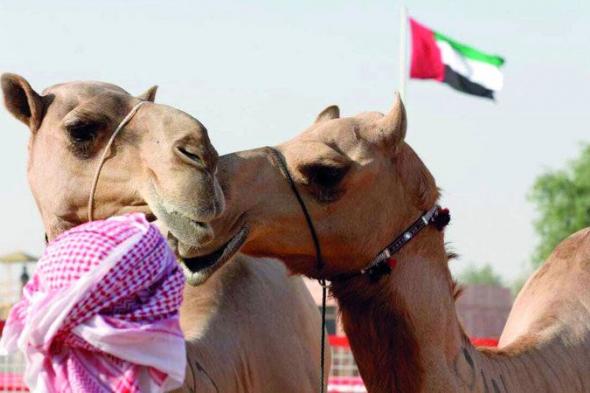 مزاينات مهرجان الظفرة تنطلق اليوم من «سويحان»