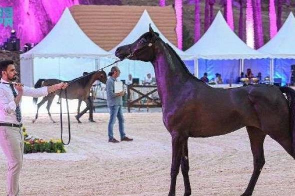 جناح "صناعة الأبواب الخشبية الحائلية" يلفت الأنظار في بطولة جمال الخيل بحائل 2024