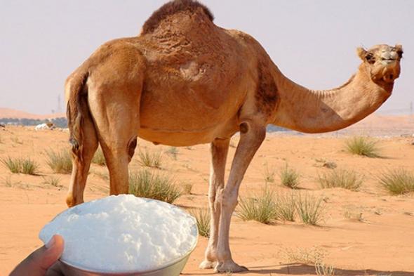 "الغذاء والدواء تحذّر من شرب حليب الإبل الخام غير المبستر"