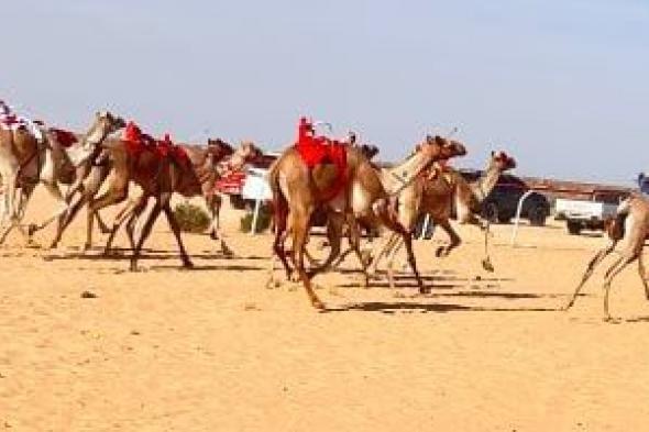 انطلاق بطولة جديدة لسباقات الهجن في العلمين.. فيديو