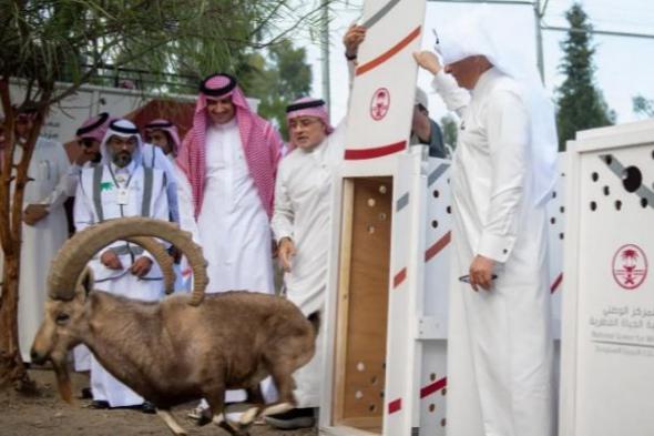 الحياة الفطرية يطلق 6 وعول في منتزه الشكران ببلجرشي 