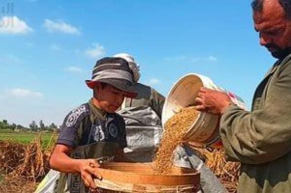 شاهد فرحة مزارعى المنوفية بمحصول السمسم والمزارعين: الفدان حقق أعلى إنتاجية