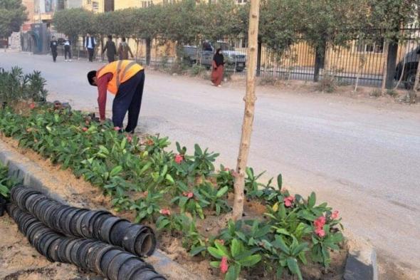 بالجهود الذاتية شباب الصف بجنوب الجيزة ينفذون مبادرة لتجميل مدخل المدينة بالبلدورات والأشجار والورود