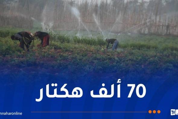 رفع المساحات الموجهة لزراعة البطاطا والتحضير لرمضان مسبقا