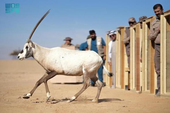 “الحياة الفطرية” تطلق 80 كائنًا فطريًّا في محمية الأمير محمد بن سلمان الملكية