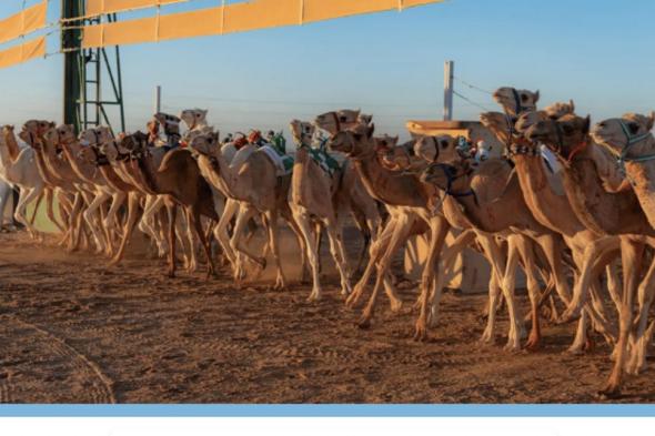 الجمعة المقبل.. ميدان حفر الباطن يستضيف سباق الهجن تزامنًا مع كأس نادي الصقور