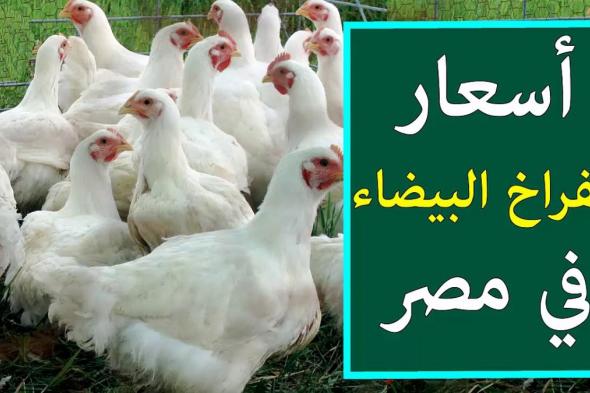 اسعار بورصة الدواجن اليوم أسعار الفراخ البيضاء الاحد 2024/11/17 للمستهلك في المحلات والبورصة