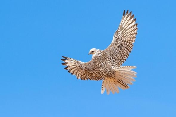 حفر الباطن.. تفاصيل منافسات اليوم السابع من كأس نادي الصقور السعودي