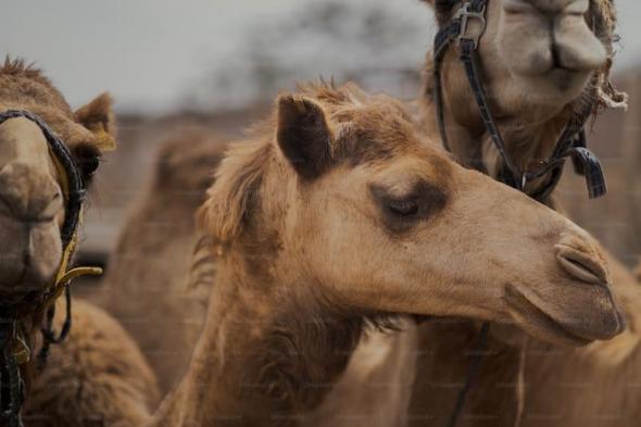 تفسير حلم الجمل يتكلم معي في المنام