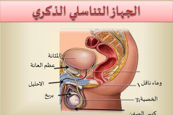 الجهاز التناسلي للرجل | أشهر 6 أمراض الجهاز التناسلي للرجال