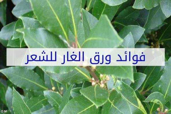 فوائد ورق الغار للشعر جعلت منه نبتة سحرية منذ القدم