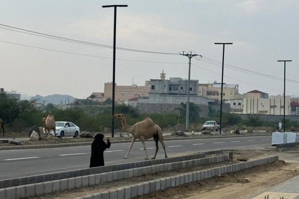 "سبق" ترصد.. الجِمال السائبة تؤذي المارة وتتلف الممتلكات بممشى "قنا عسير"