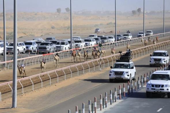 «الشارقة للهجن» ينظم سباق الفطامين في عيد الاتحاد