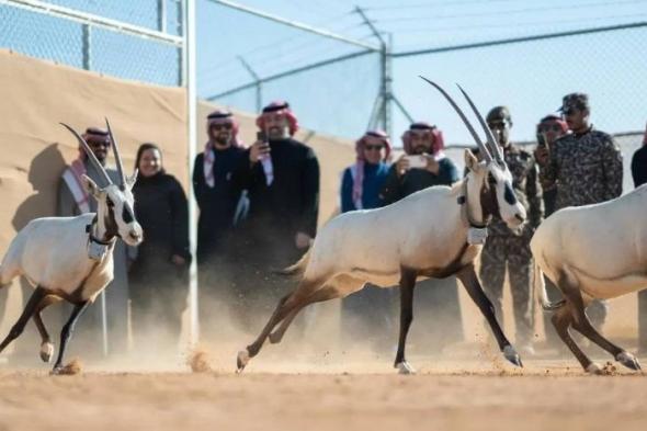 «الحياة الفطرية» تطلق 66 كائناً فطرياً مهدداً بالانقراض في محمية الملك خالد الملكية