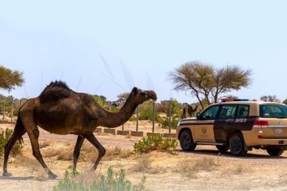 "رعي محظور وحطب محلي".. ضبط 4 مواطنين خالفوا أنظمة البيئة في محميتَيْن