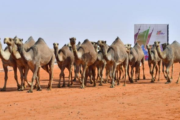 640 فردية في التحكيم النهائي ضمن منافسات بيرق الموحد لفئة الشعل