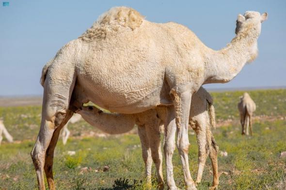 الإبل في التراث السعودي.. مصدر حيوي للغذاء والدواء عبر الأجيال