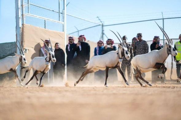 إطلاق 66 كائناً مهدداً بالانقراض في محمية الملك خالد الملكية