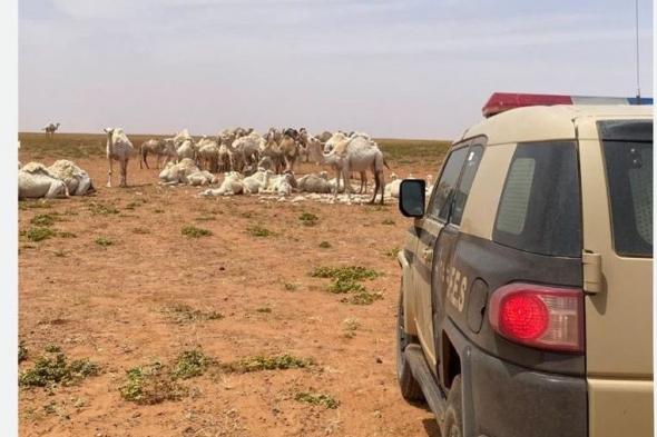 ضبط مواطن خليجي مخالف بمحمية الملك عبدالعزيز الملكية