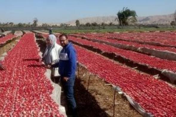 مناشر تجفيف الطماطم بالأقصر تشهد بداية مبشرة للموسم الجديد قبل تصديره للخارج.. صور