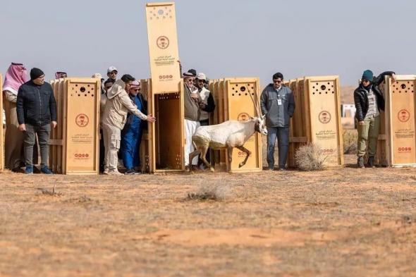 إطلاق عدد من الكائنات الفطرية المهددة بالانقراض بمحمية الإمام تركي بن عبدالله