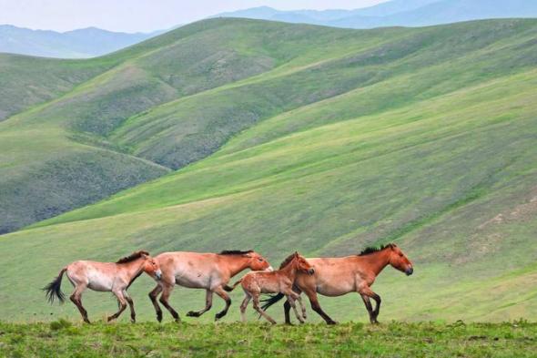 منغوليا تنجح  في إنقاذ خيولها البرية من الانقراض