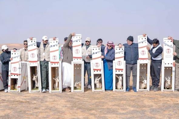 إطلاق كائنات مهددة بالانقراض في محمية الإمام تركي بن عبدالله