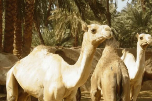 «الإرشاد الزراعي» توصي بتقديم الأعلاف للإبل بالصباح الباكر وأوقات اعتدال الطقس