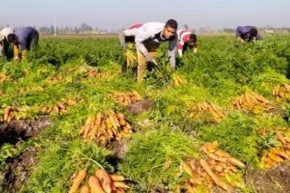 ذهب الغيطان الجميل.. انطلاق حصاد الجزر الأصفر بمحافظة القليوبية "فيديو وصور"