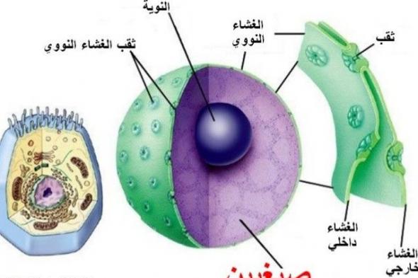 اهم المركبات الموجودة في الخلية