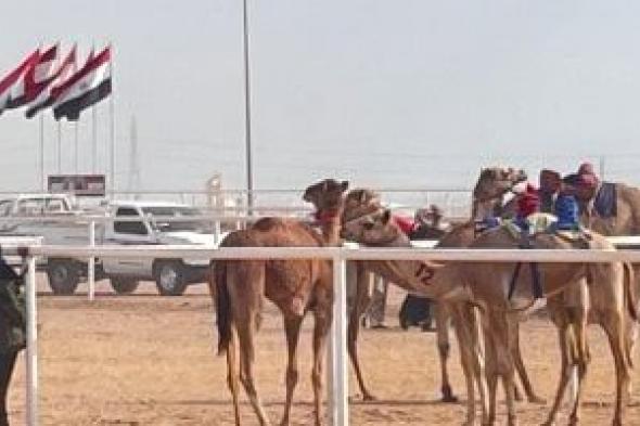 تراث بين الجبال.. مشاهد حيّة من مهرجان شرم الشيخ للهجن