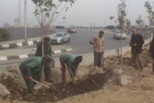 بدء تشجير الطريق الدائرى فى الجيزة ضمن مبادرة 100 مليون شجرة.. صور