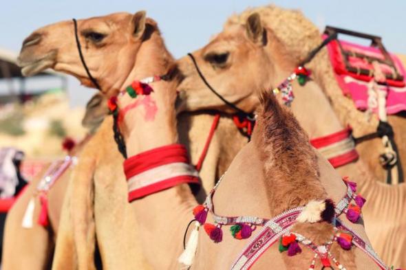 الإبل في مهرجان الظفرة.. مطرزة بخيوط الذهب