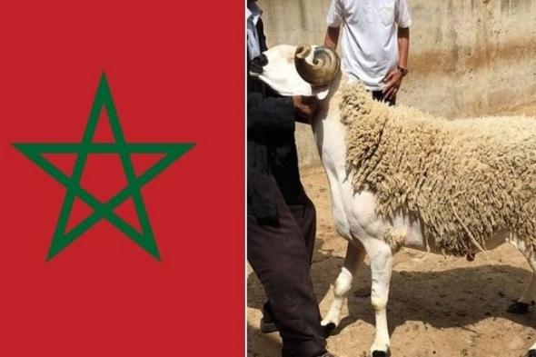 إلغاء أضاحي العيد في المغرب.. هل يعاقب المخالفون؟